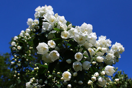 花园里的白茉莉花序设计贺卡灌木植物花瓣衬套白花香味鲜花背景
