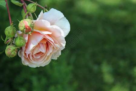 花园的粉红玫瑰边框记忆明信片问候花瓣请柬悲伤玫瑰设计问候语贺卡背景图片
