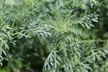 园中健康的寄生虫茶厂植物宏观茶树苦蒿草药草本植物高清图片