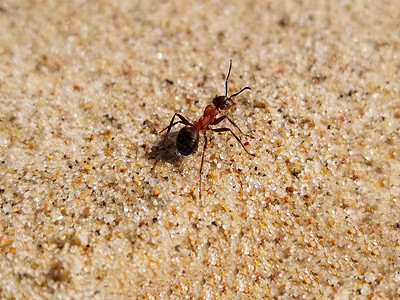 蚂蚁的力量大蚂蚁在黄沙上爬行 特写背景