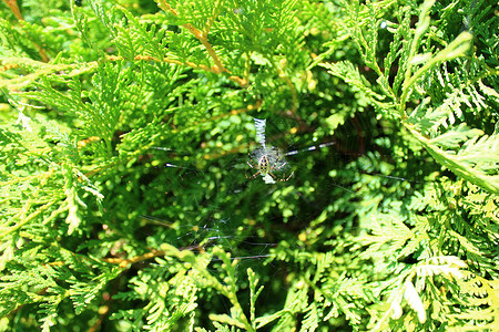 花园里蜘蛛花园里的黄蜂蜘蛛动物昆虫蜘蛛网网络园林背景