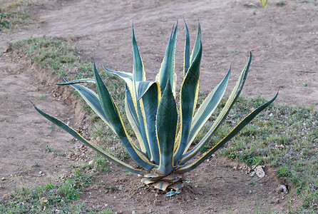 马达加斯加的Aloe vera倍数植物绿色高清图片