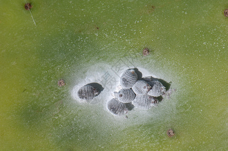 胆小鬼半翅目团体胭脂虫染料野生动物多样性胭脂红昆虫寄生虫动物群背景图片