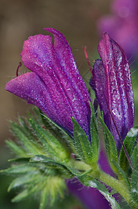 帕特森样性紫色的高清图片
