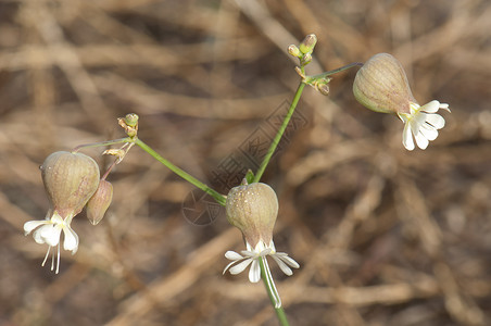 荒野之泪膀胱露营的花朵硅藻植物野花少女植物群荒野植物学样性背景