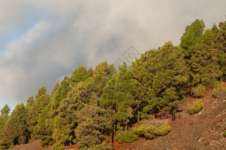 加那利岛松树森林高清图片