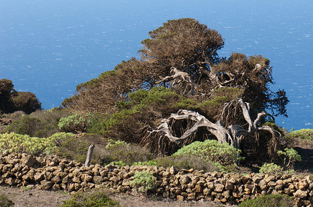 Junipers被风扭曲石头墙风景树干植物生活树木海域储蓄者墙壁石墙背景图片