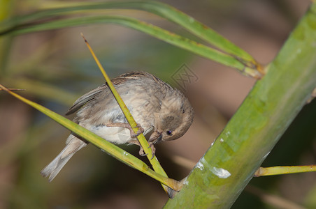 加那利群岛椰枣鸟类自然高清图片