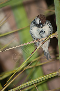 加那利群岛椰枣观鸟台脊椎动物高清图片