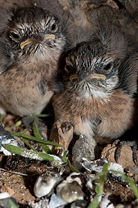 加那利群岛的尖峰石墨石竹石聊配种野生动物鸟类石头小鸡峡谷动物群荒野背景图片