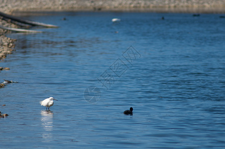 小白鹭 左 和欧亚白鹭 Fulica atra 右脊椎动物生活苍鹭湿地观鸟动物群铁轨多样性野生动物荒野背景图片