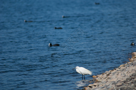 小贝瑞特鸟类苍鹭脊椎动物白色支撑白鹭野生动物海岸生物荒野背景图片