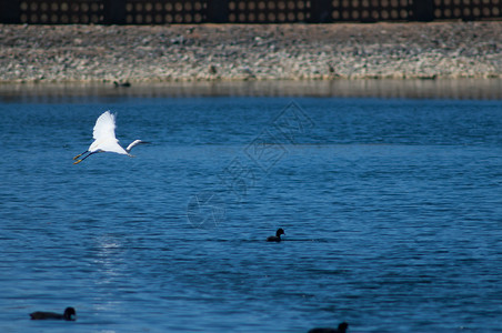 飞行中的小埃格雷特动物群生活白鹭湿地野生动物多样性苍鹭生物白色航班背景图片