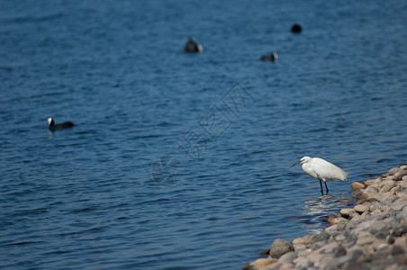 小贝瑞特白鹭海岸生物脊椎动物动物群生活多样性湿地苍鹭支撑背景图片