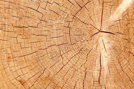 树树干结构纹理木材木头宏观棕色背景背景图片
