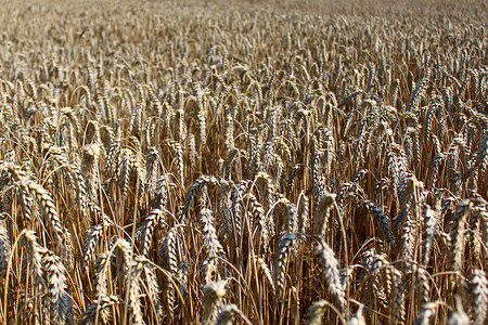 小麦田农场粮田种植场地麦田小麦植物粮食农民背景图片