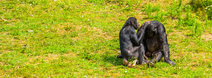 人猿互相培养 邦博情侣 俾格米黑猩猩 社会灵长类动物行为 非洲濒危动物物种背景图片