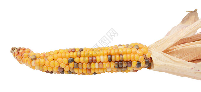 装饰性甜甜玉米 配有黄色 红色和黑色的奶粉背景图片