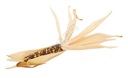 装饰性的印度玉米 含黄色和棕色硝芽高清图片