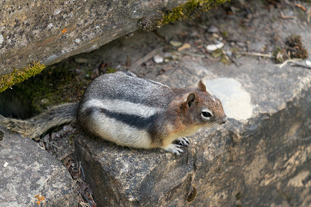松鼠 卡洛斯珀莫菲利克斯后宫风景旅行环境城市荚果野生动物胼胝体动物荒野动物群背景图片