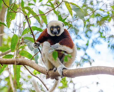 昂达西贝科奎尔的Sifaka 马达加斯加野生动物背景