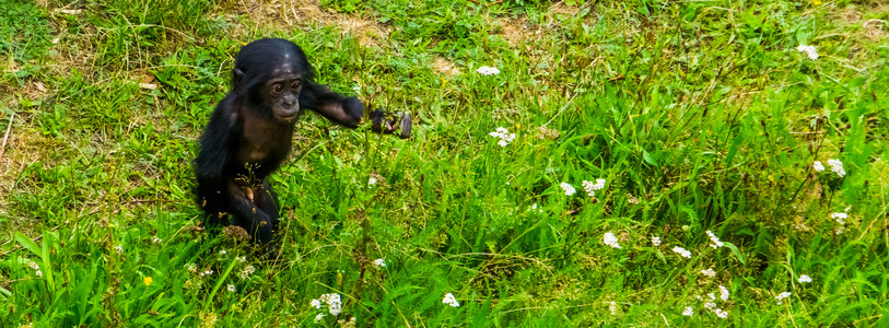 受到威胁勇敢的婴儿在草丛中行走 有俾格米黑猩猩宝宝 人类猿 来自非洲的濒危灵长类动物背景