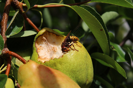 苹果上的黄蜂一只梨子上的黄蜂果树宏观梨树飞虫昆虫绿色梨枝植物花园叶子背景