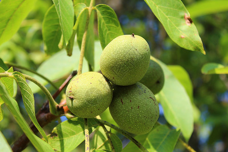 胡桃树上的胡桃子食物绿色收成素食核桃叶树叶核桃水果叶子坚果背景图片