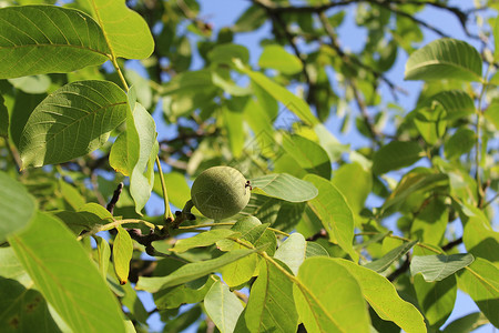 胡桃树上的胡桃子水果食物叶子坚果树叶绿色核桃核桃叶花园收获背景图片