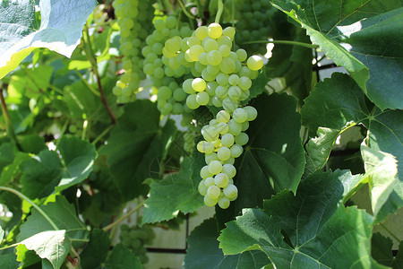夏日在园中葡萄酿葡萄栽培果序藤蔓花园浆果制造商水果收获维生素农业背景图片