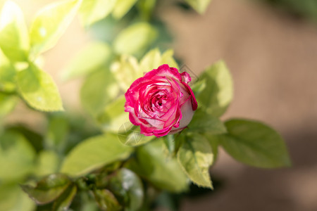 花园里的玫瑰花玫瑰花瓣植物群绿色日光树叶情人粉色背景图片