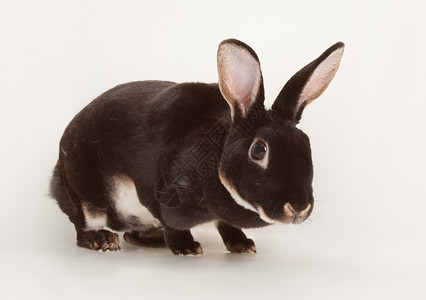 漂亮的黑水兔子鼠宠物哺乳动物朋友动物獭兔毛皮高清图片