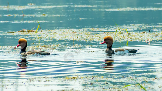 红冠潜鸭潜水鸭鸟 在湿地游泳 在得克萨斯州的拉古纳马德雷 墨西哥 佛罗里达州的阿帕拉奇湾 Chandeleur 群岛 尤卡坦半岛背景