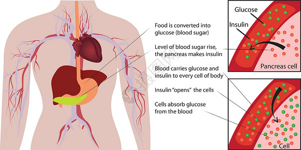 人体解析图人体信息图中的血糖葡萄糖吸收设计图片