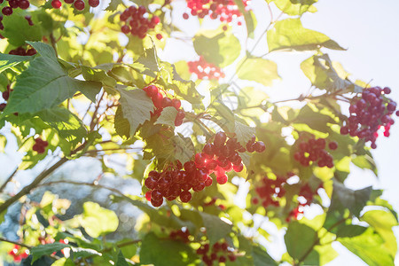 红生子树枝浆果植物群食物灌木植物收成宏观孤独水果季节衬套背景图片