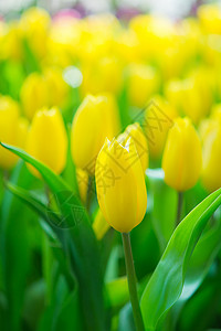 美丽多彩的郁金花朵植物学植物线条季节郁金香花瓣生长装饰品橙子背景图片