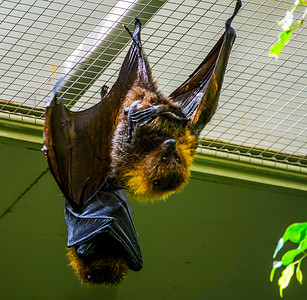 一只罗德里格斯飞狐在天花板上的特写 热带巨型蝙蝠 来自非洲的濒危动物背景
