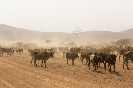 农村喇叭Namib 在沙漠中放牧的奶牛背景