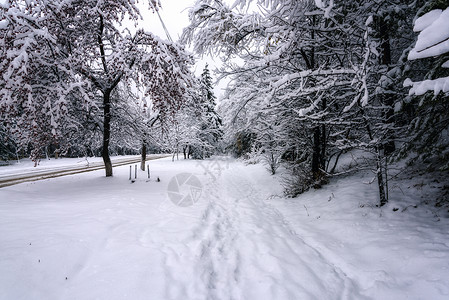 白雪覆盖公园 有树木间的道路森林场景天空白色小路场地蓝色季节国家天气背景图片