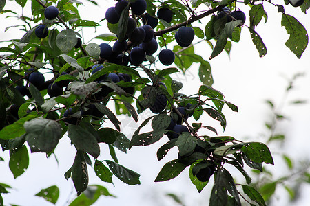 斯宾诺莎水果季节高清图片
