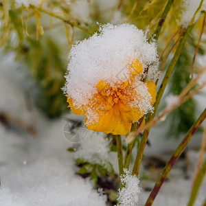 第一场雪下的黄花朵绿色花瓣花园黄色植物学森林季节白色橙子宏观背景图片