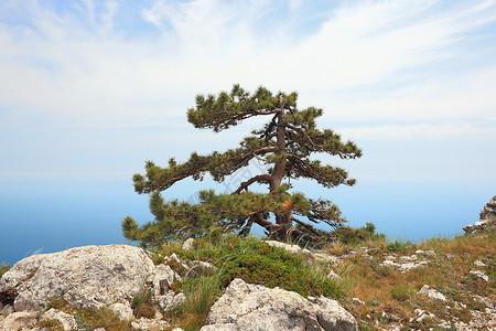 艾菲米亚在山顶上松松树背景