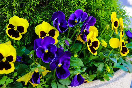 紫癜在阳光明媚的一天 花朵在花园里 有选择地集中背景