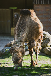 骆驼和小骆驼被带入公园的照片荒野农村乐队单峰森林鼻子头发动物旅行野生动物背景图片