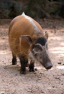 猪眼红河猪耳朵动物热带毛皮动物园红色公猪动物群鼻子橙子背景