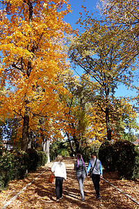 在秋天的巷道上 一起叶子地毯1背景图片