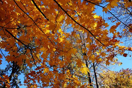 秋叶森林1的迷人色彩背景图片