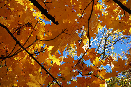 秋季森林中迷人的颜色 2背景图片