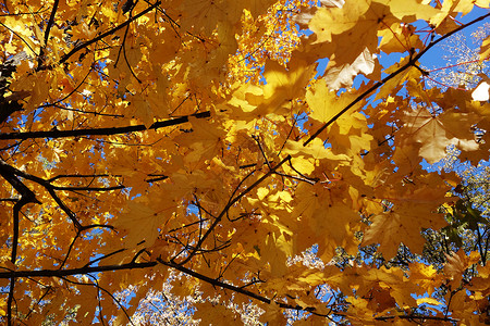 秋季森林中迷人的颜色 3背景图片
