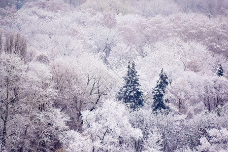 冬天初第一次降雪之后的公园 冬季初天气场景树木蓝色天空森林白色季节背景